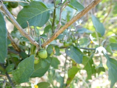 Solanum nigrum