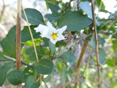 Solanum nigrum