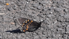 Papilio polyxenes stabilis