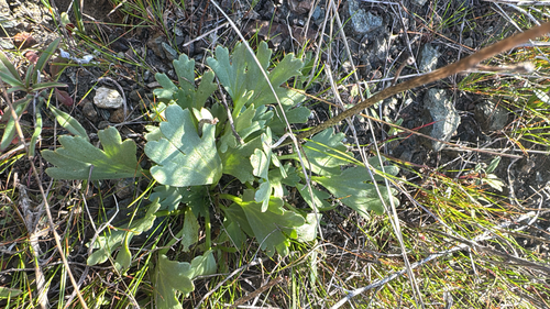 swamp larkspur (Delphinium uliginosum)