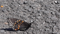 Papilio polyxenes stabilis
