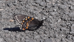 Papilio polyxenes stabilis