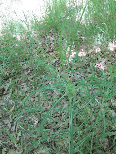 Pliant Lettuce (Lactuca viminea)
