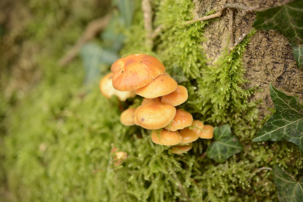 Flammulina velutipes · January 2026 · photo: © cryptomarasmius (iNaturalist, cc-by)