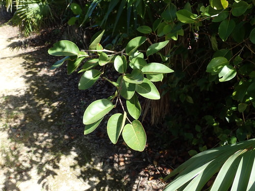 Image of Coccoloba krugii by (c) Daniel Cahen, some rights reserved (CC BY)