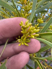 Eucalyptus lunata, photograph Tyler Anthony, CC BY, iNaturalist via GBIF