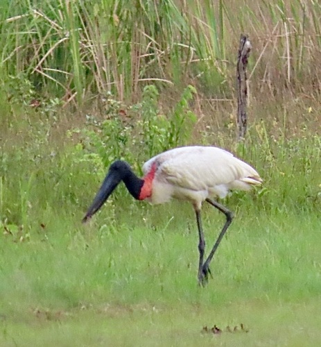 Jabiru (Jabiru mycteria), photo 5