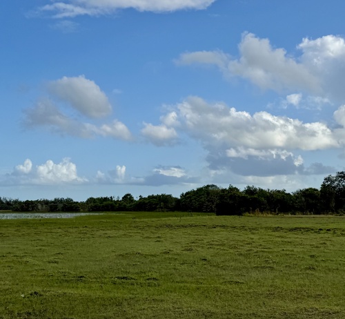 Jabiru (Jabiru mycteria), photo 6