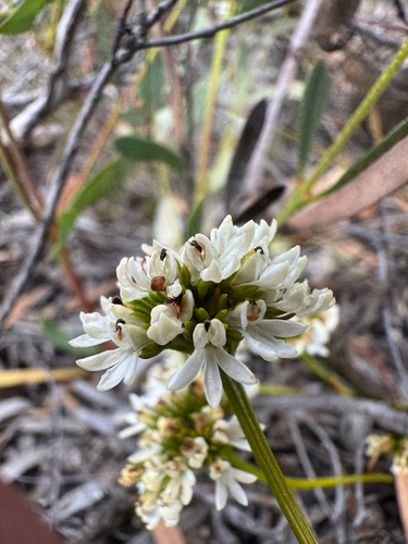 Anthotium humile (Anthotium humile)