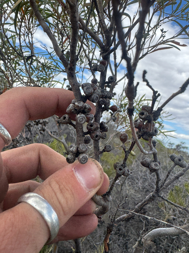 Eucalyptus lunata, photograph 3