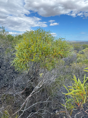 Eucalyptus lunata, photograph Tyler Anthony, CC BY, iNaturalist via GBIF