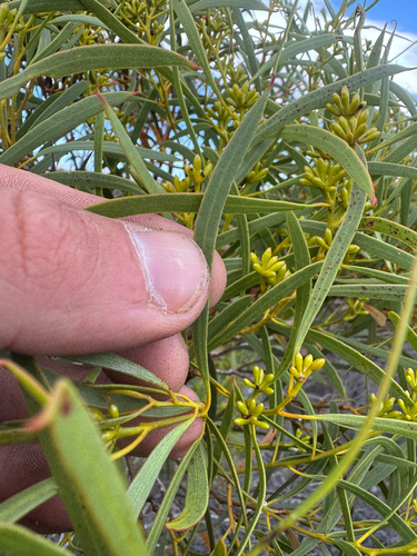 Eucalyptus lunata, photograph 1