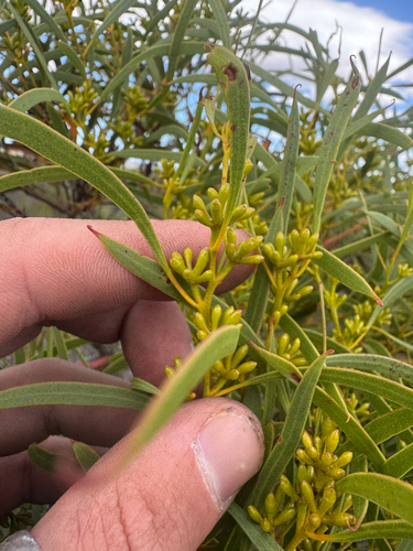 Eucalyptus lunata D.Nicolle & M.E.French