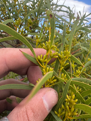 Eucalyptus lunata