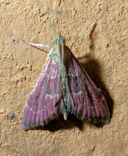 Pyrausta roseivestalis