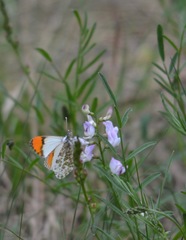 Anthocharis julia sulfuris