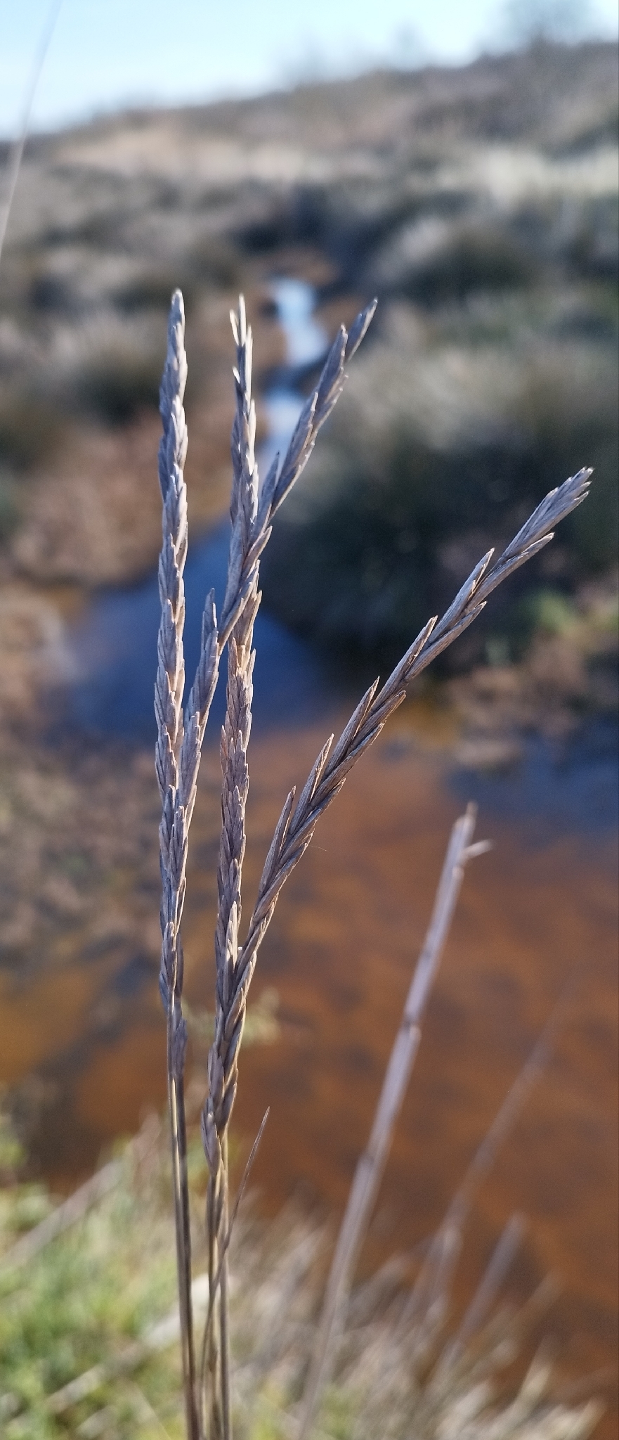 Imagem de Elymus repens