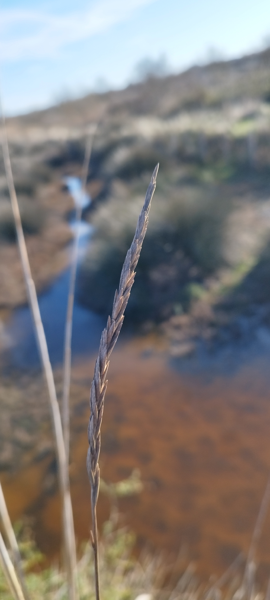Imagem de Elymus repens