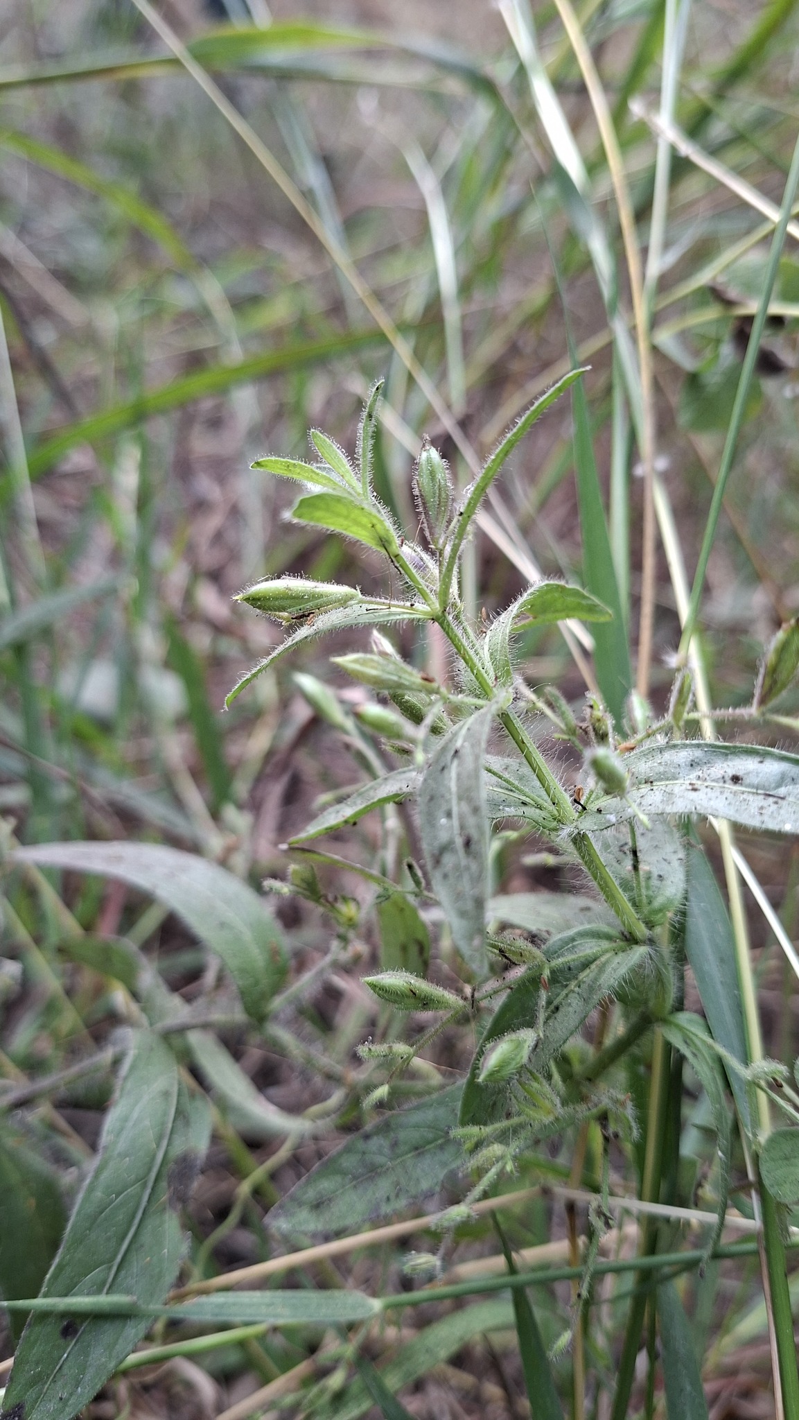 False Waterwillow (Andrographis echioides)