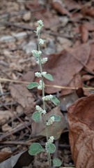 Woolly ouret (Ouret lanata)