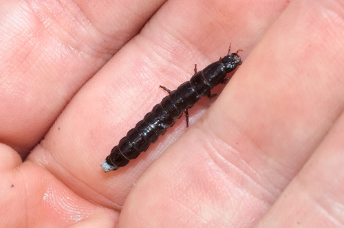 Worm and Slug Hunters