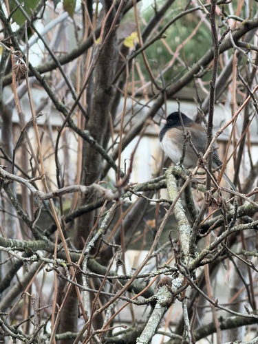 Dark-eyed Junco