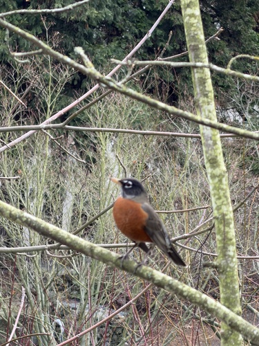 American Robin