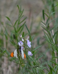 Anthocharis julia sulfuris