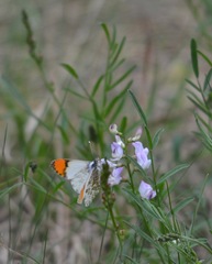 Anthocharis julia sulfuris