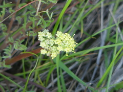 Lomatium caruifolium