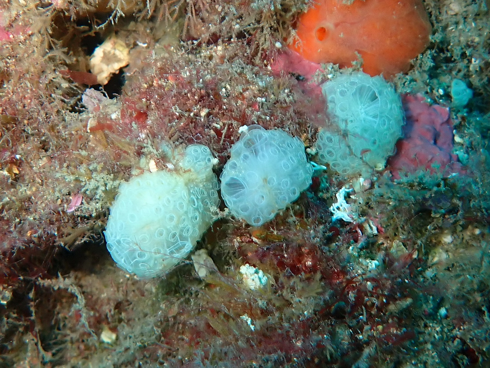 Botrylloides crystallinus A.Bay-Nouailhat, W.Bay-Nouailhat, Gasparini & Brunetti, 2020