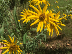 Helianthus verticillatus