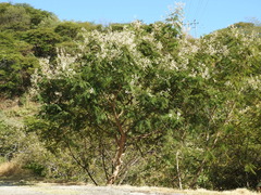 Leucaena esculenta