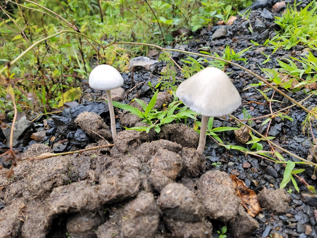 Panaeolus antillarum · January 2026 · photo: © ipswich (iNaturalist, cc-by)