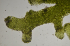 Riccardia chamedryfolia