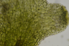 Riccardia chamedryfolia