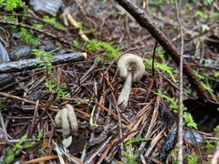Helvella compressa