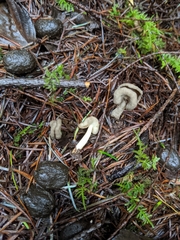 Helvella compressa