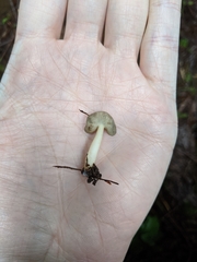 Helvella compressa