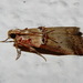 Pyralid Snout Moths - Photo (c) Riccardo Molajoli, some rights reserved (CC BY-NC), uploaded by Riccardo Molajoli