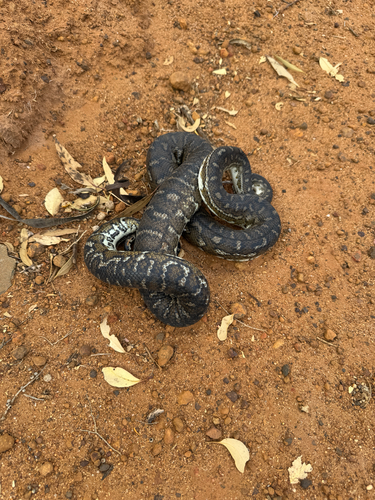 Southwestern Carpet Python
