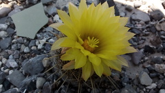 Coryphantha echinoidea