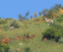 Oryx gazella