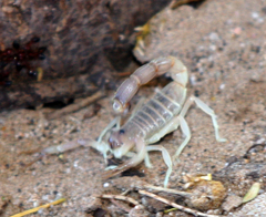 Parabuthus granulatus