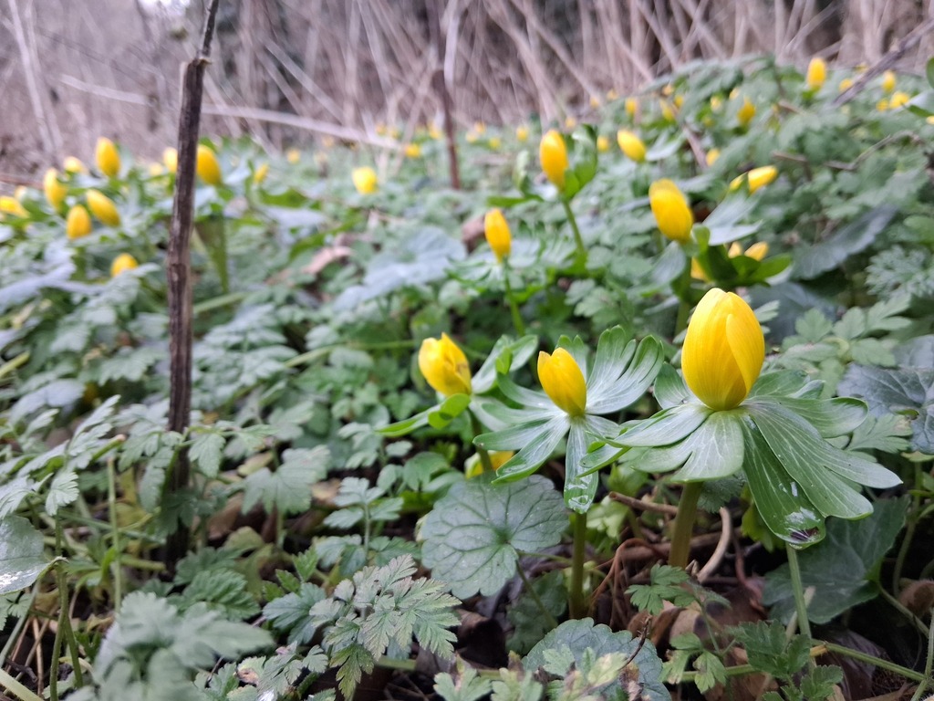 Eranthis hyemalis, UEA Broad, University Dr, Norwich NR4 7RJ, UK