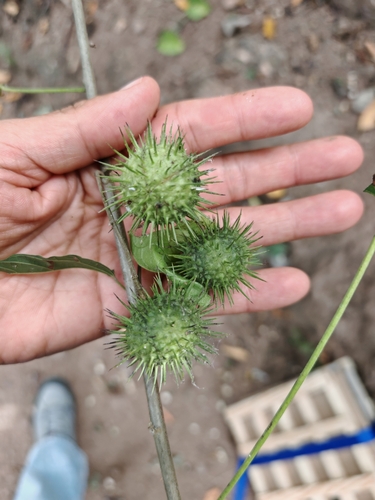 Byttneria catalpifolia observed 2026-01-22