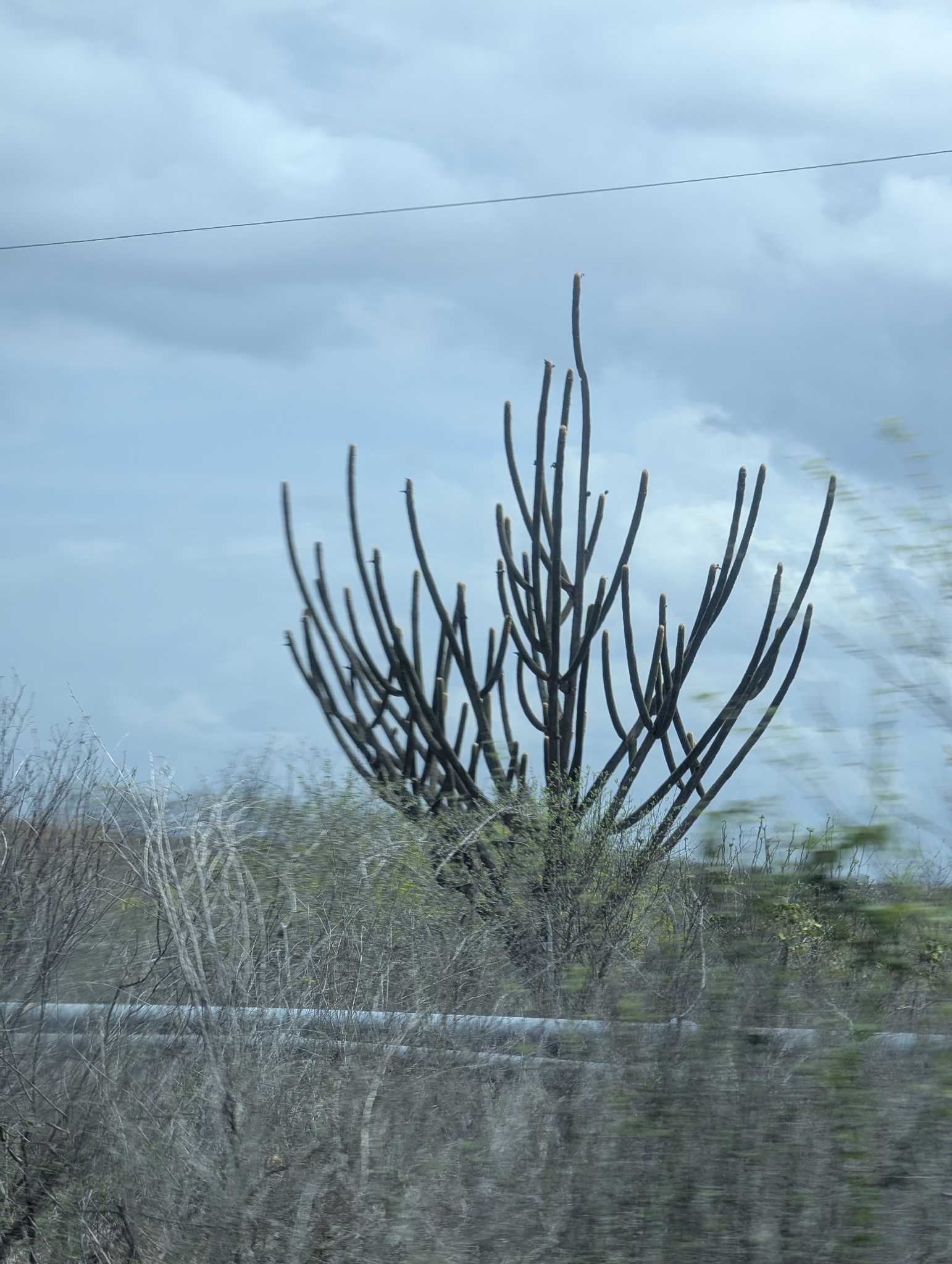 Pilosocereus pachycladus