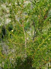 Larrea nitida