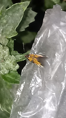 Pyrausta californicalis