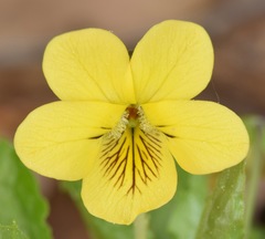 Viola tripartita